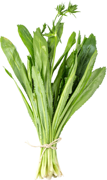 tropical culantro herb