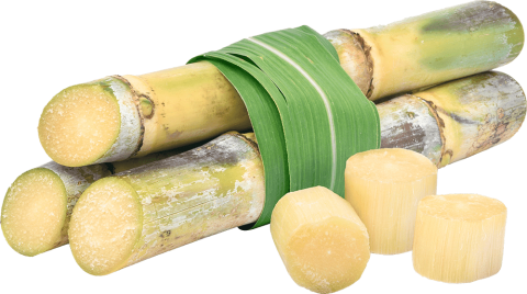 Raw sugarcane sticks