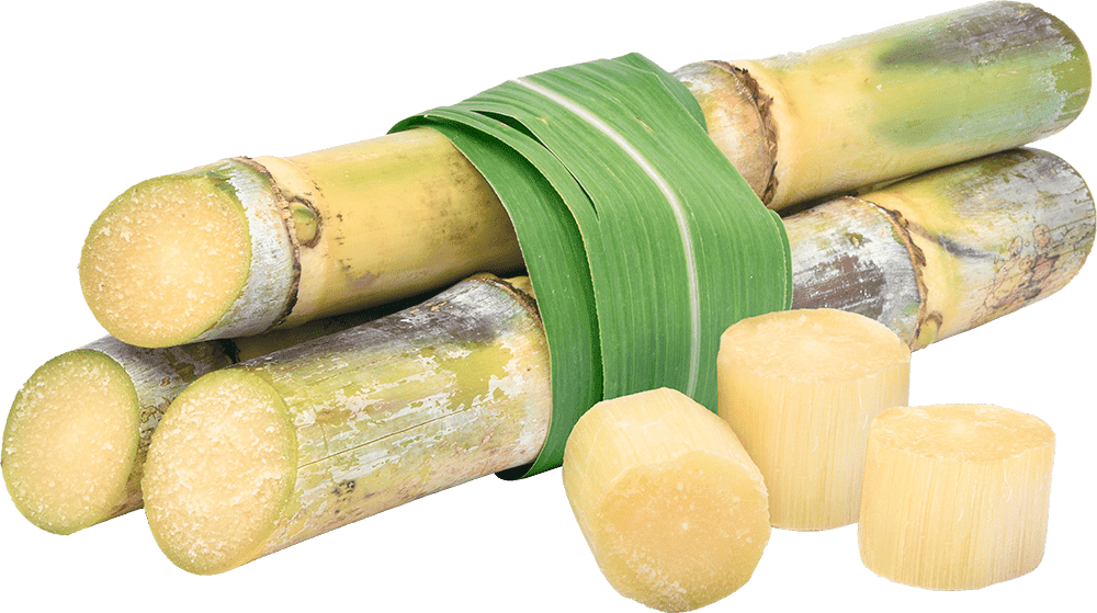 Sugarcane – J&C Tropicals