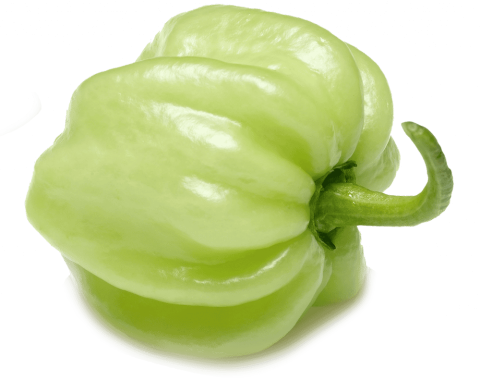 Green scoth bonnet pepper