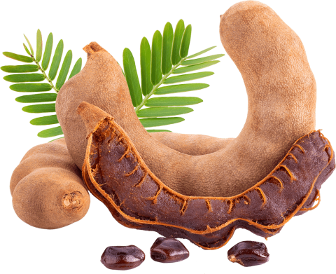 Tamarind fruit cut in half