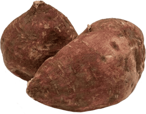 jc-tropical-boniato-root