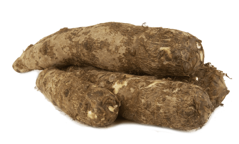 Tropical malanga blanca root