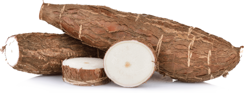 Yuca root or cassava cut in half