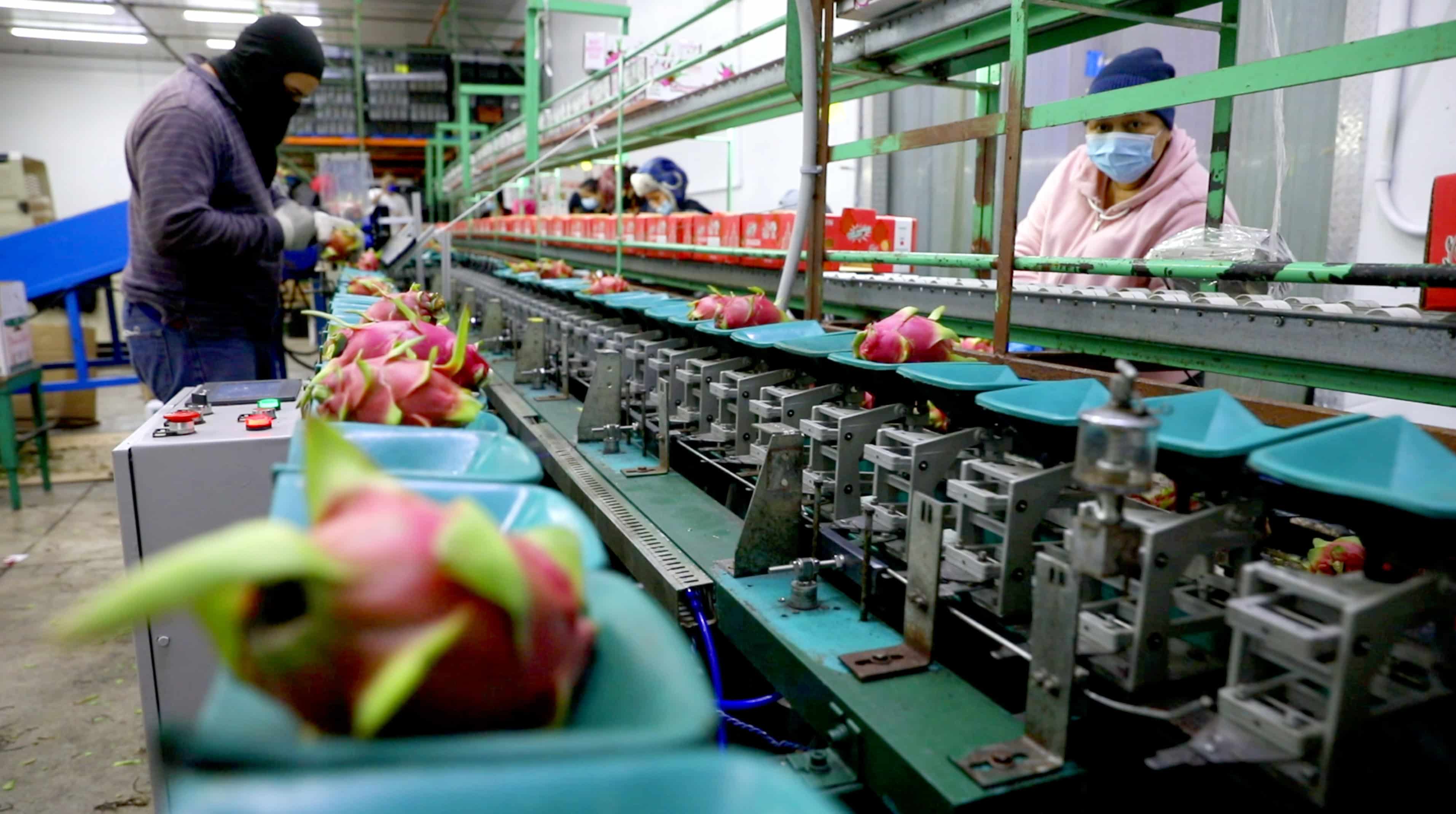 Selecting the best quality dragon fruit